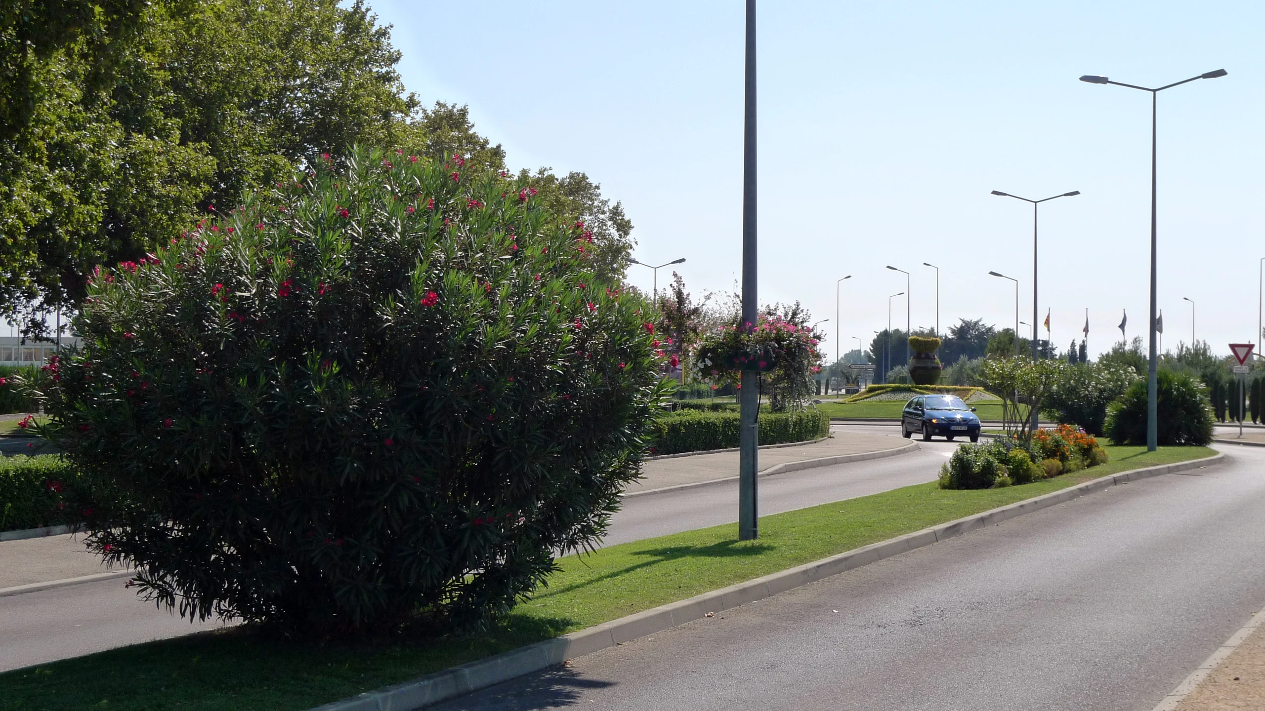 a car on an empty street near a park with flowers