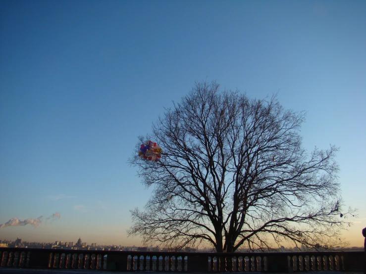 the silhouette of a tree with a kite flying in the background