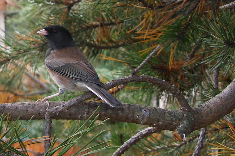 a bird sitting on top of a nch near a tree