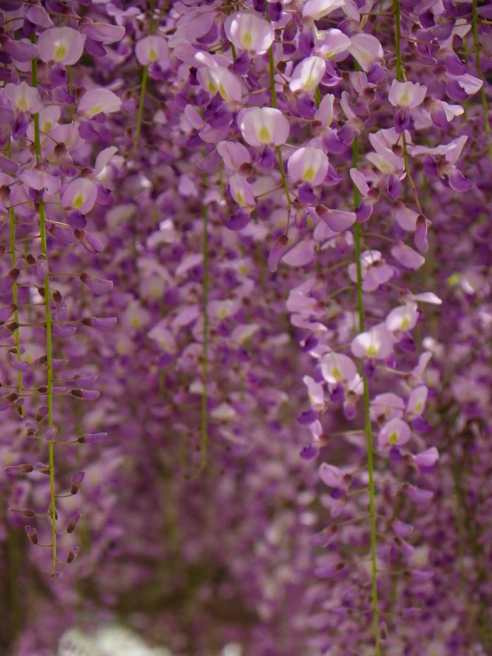 purple flowers are hanging up near each other