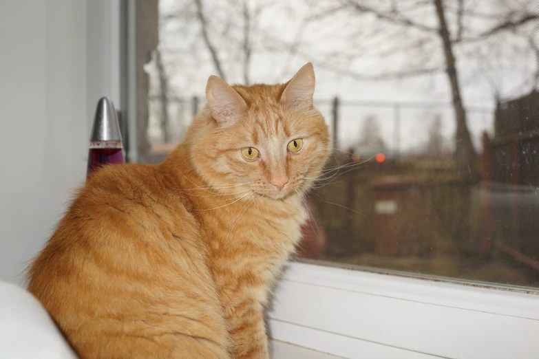 an orange cat sitting in the window of a house