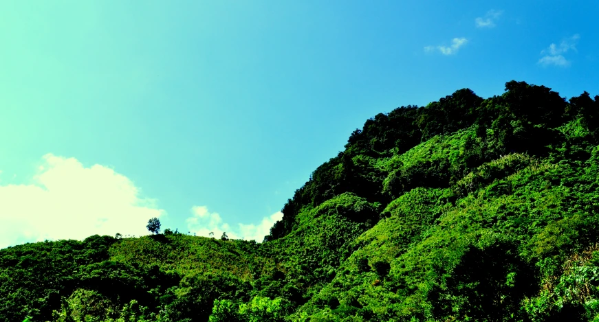 a tall mountain side covered in green trees