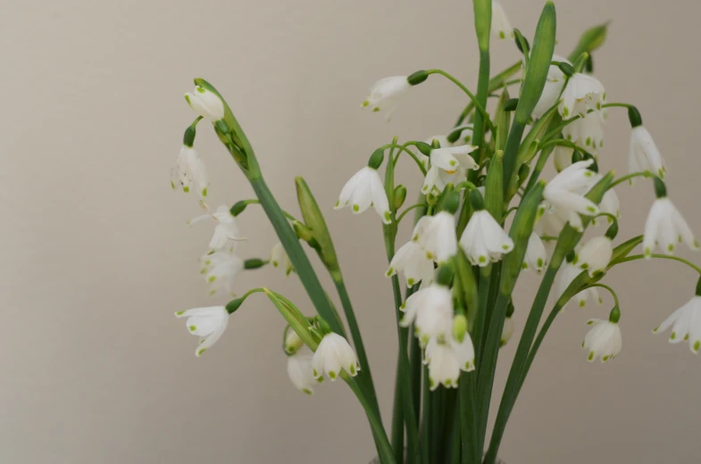 a glass vase with white flowers is shown in front of a wall