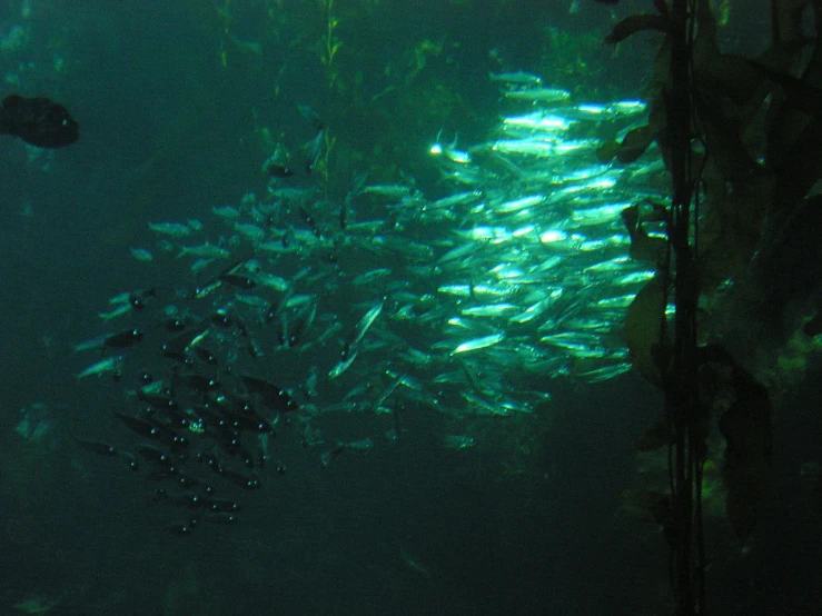 a large school of fish swimming over a green ocean