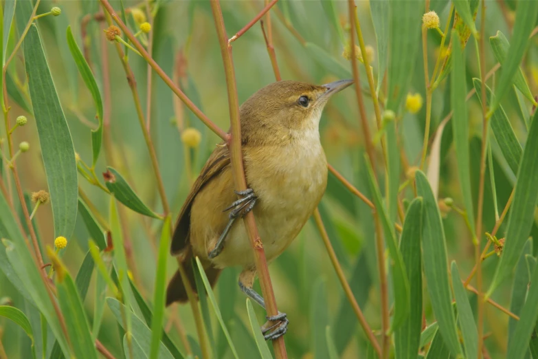 a small bird standing on a nch of a tree