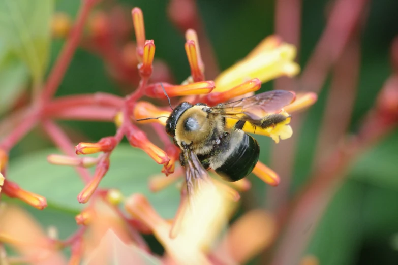 a bee is collecting nectar from a flower