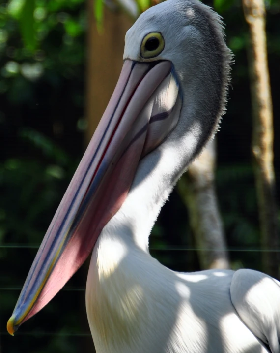 the large bird is looking at its surroundings