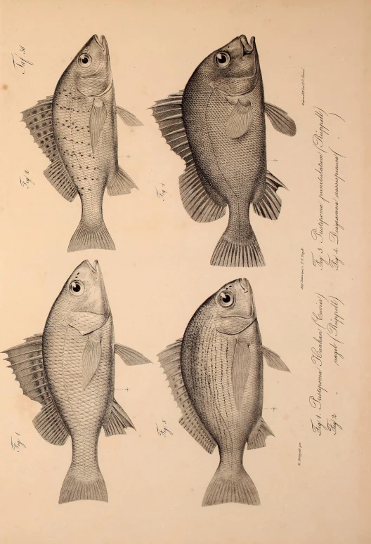 a drawing with fish on it, including one that has long ears and another that has large eyes