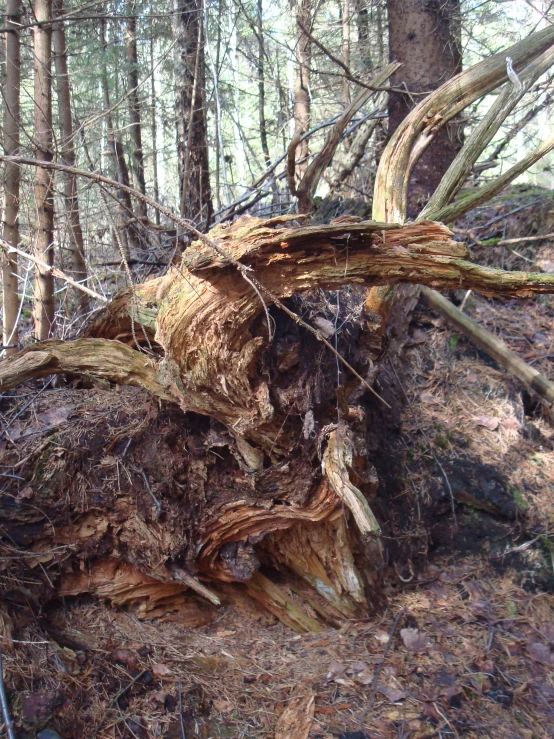 a very large tree in the middle of a forest