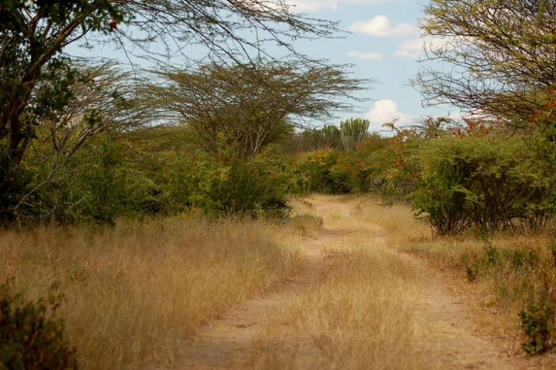 two zes are walking on the trail through some trees