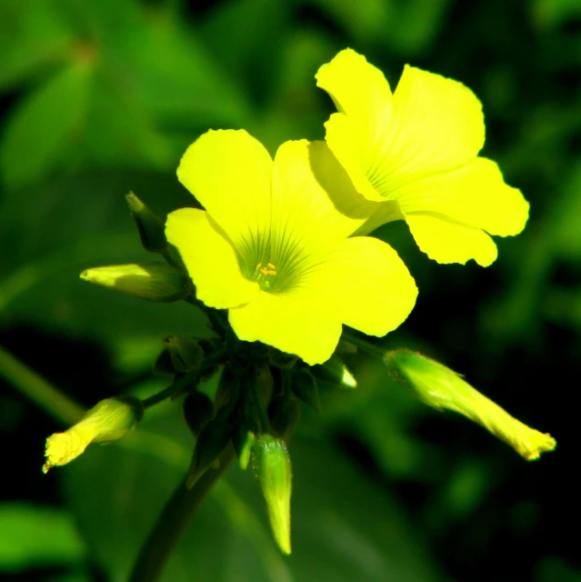 a close up image of a single flower in focus