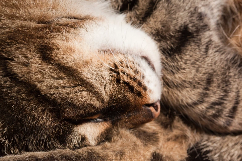 a cat curled up sleeping next to each other