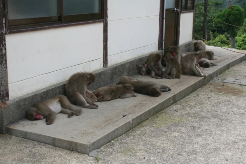 monkeys eat food while sitting on steps outside a building