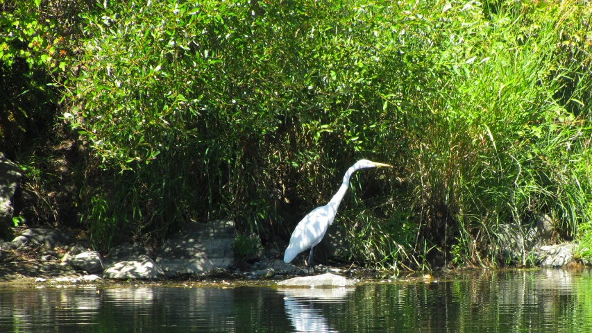 a white bird stands in the water near plants