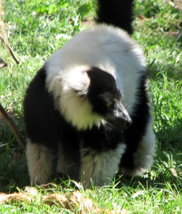 a white and black striped cat sitting in the grass