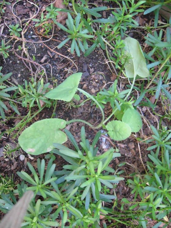 an area of foliage on the ground and dirt