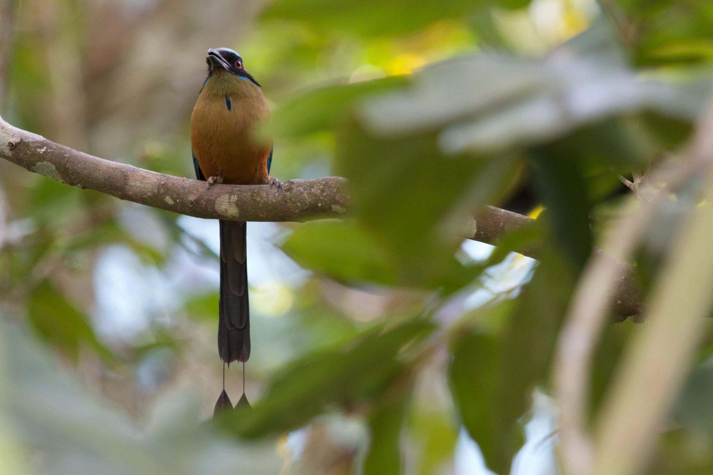 a bird perched on a thin nch with leaves in the background