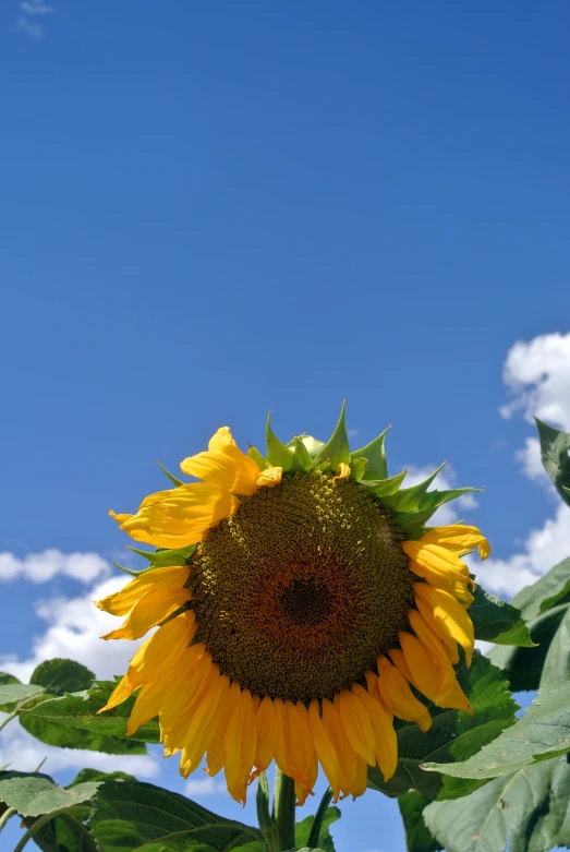 a large sunflower standing in a field against a bright blue sky