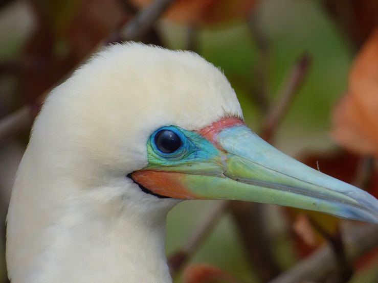 the portrait of a white swan has a blue beak