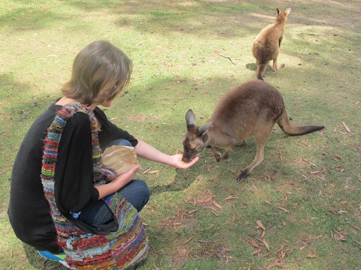 the woman is feeding the kangaroo in the field