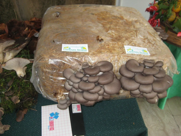 large amount of mushrooms for sale at a store