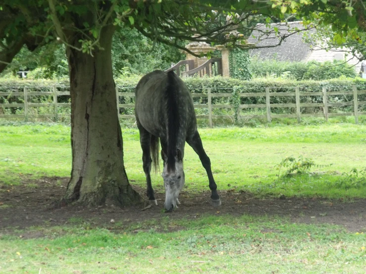 the horse is standing beside the tree on the grass