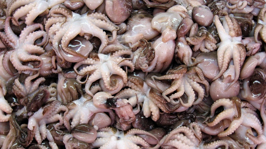 octo meats being put in a dish on a counter