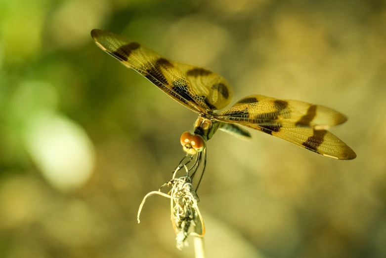 a brown dragonfly sitting on a leafy plant