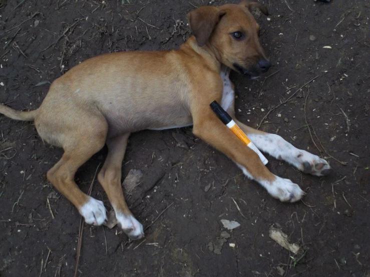 a dog lays in the dirt and has his paw on a remote