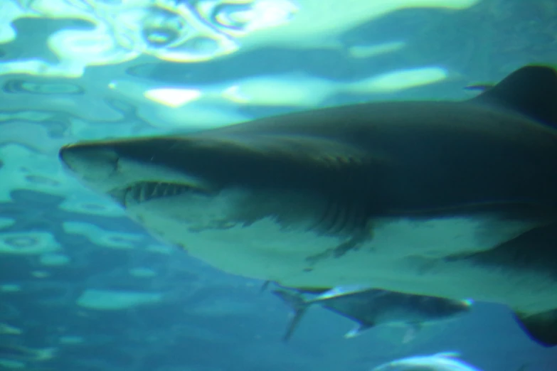 a large group of small black sharks swimming close together