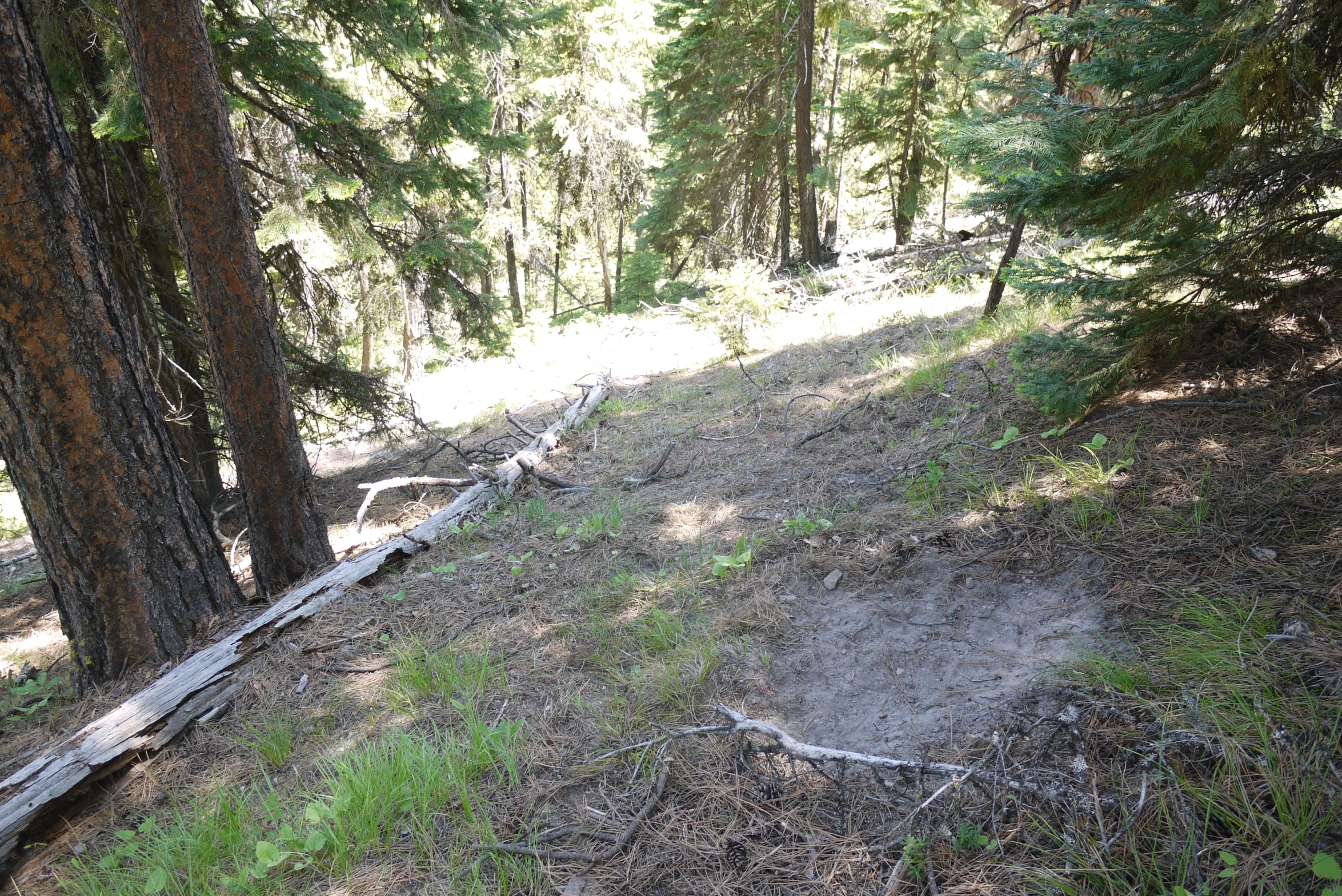 a trail in the woods next to tall trees