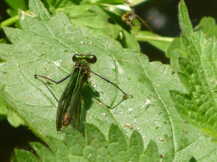 a green bug standing on top of a leaf