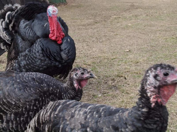 two large turkeys stand outside on the grass