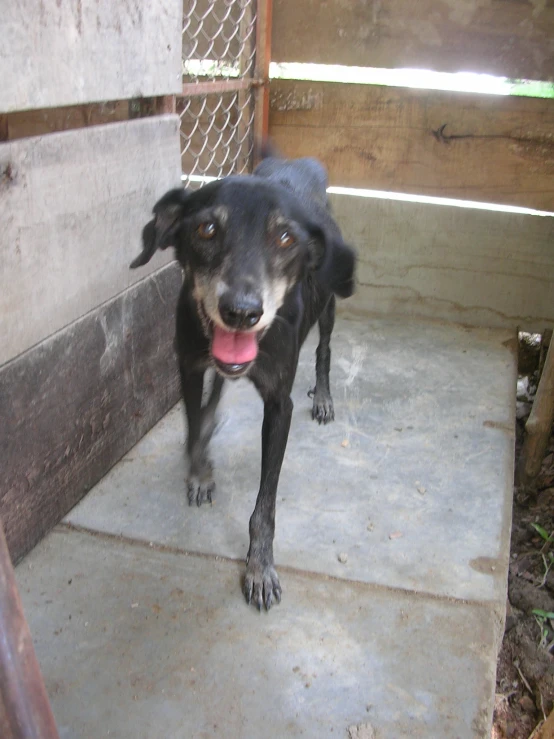 a black dog stands in a wood crate