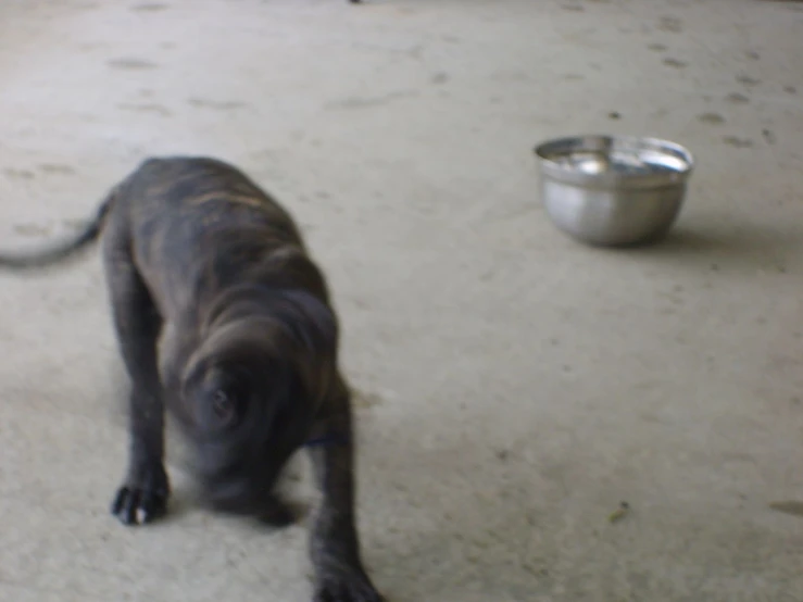 the large dog is standing next to a small bowl