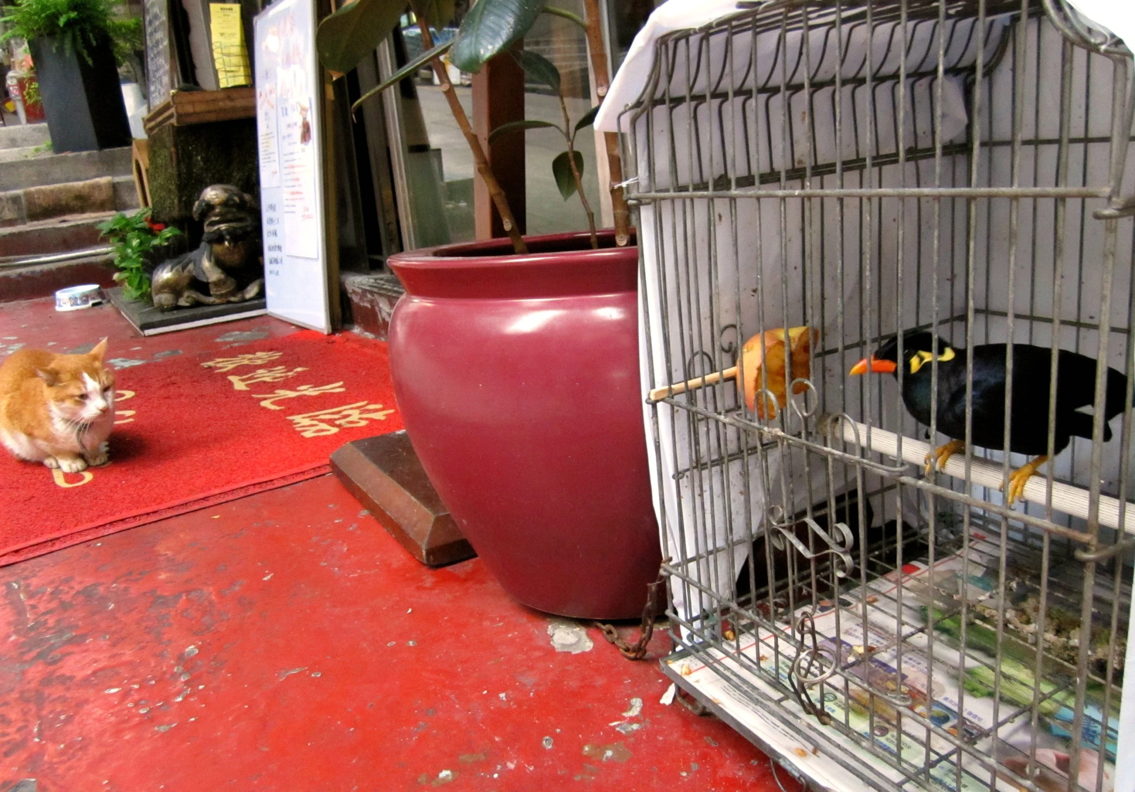 a brown hamster is in a cage next to an elephant