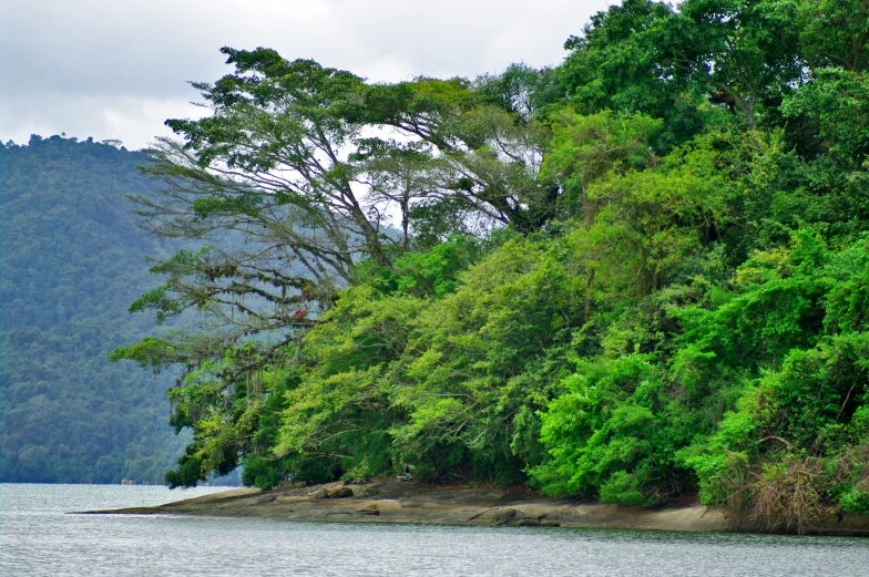 there is a large amount of trees in the forest