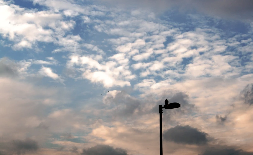 birds sitting on top of an industrial street lamp