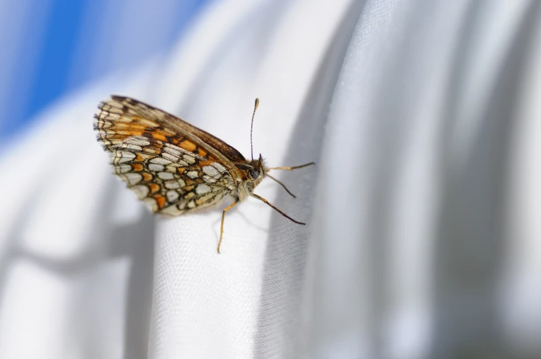 a yellow erfly sitting on the back of a white shirt