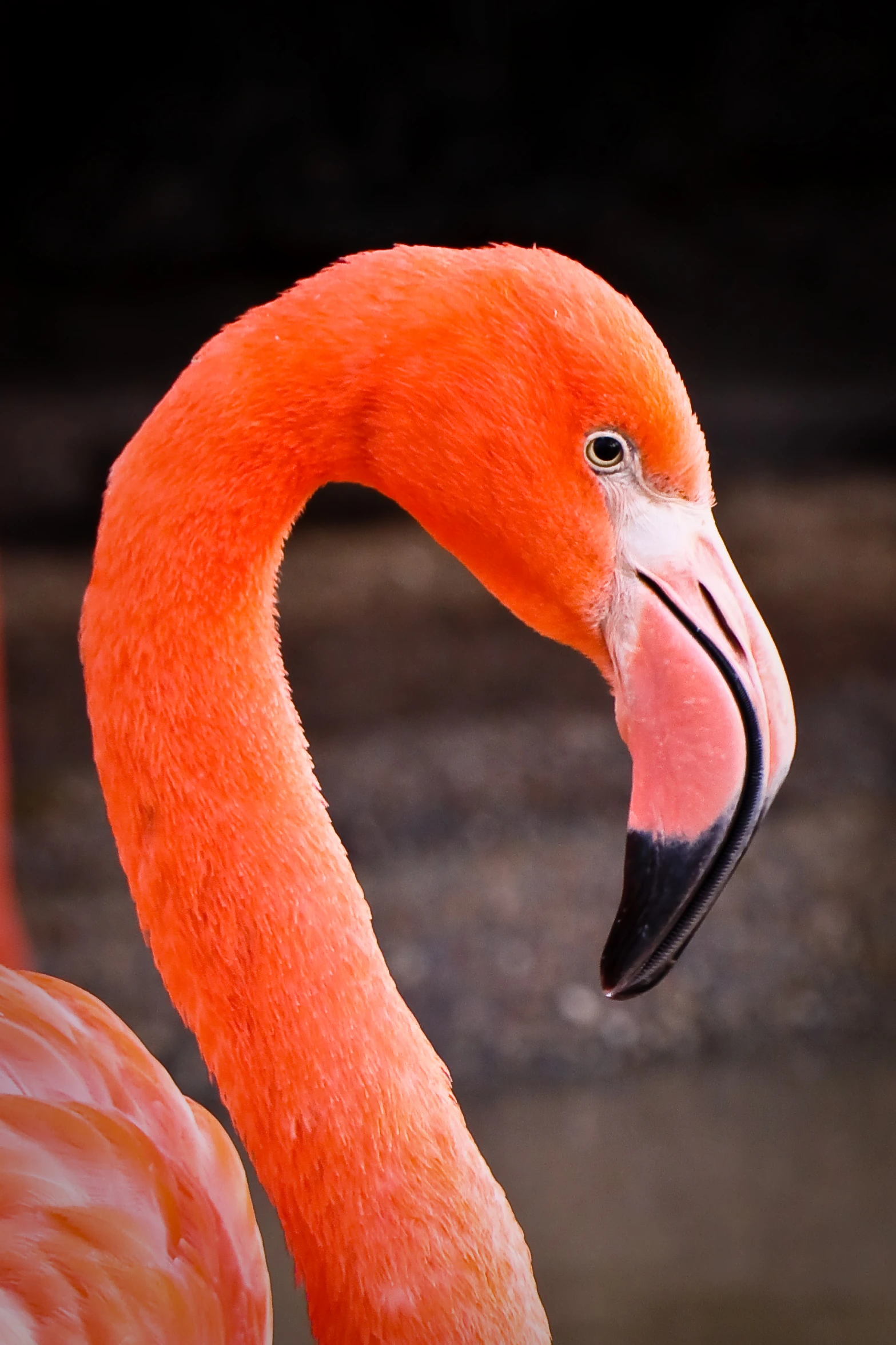 a pink flamingo stands with its neck turned away from the camera