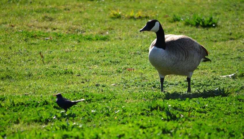 a duck and a bird walking through the grass