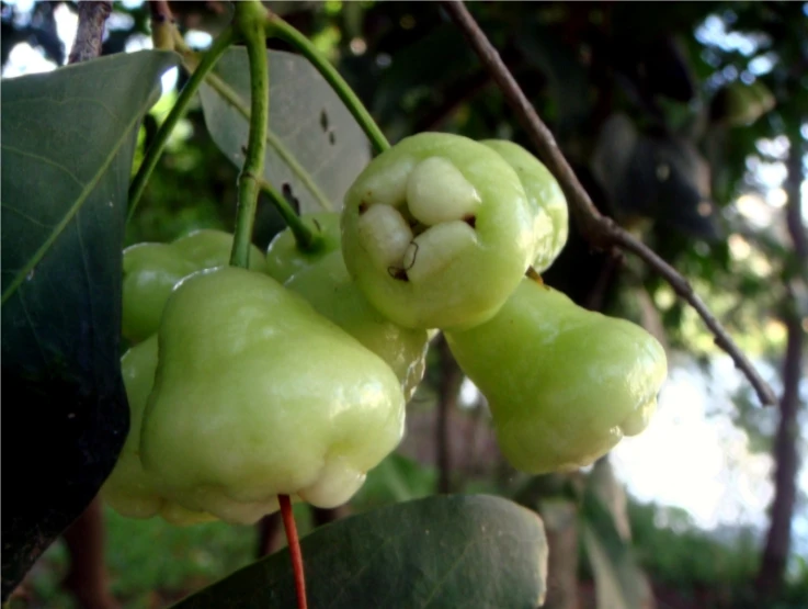 two green berries hang on a nch with some leaves