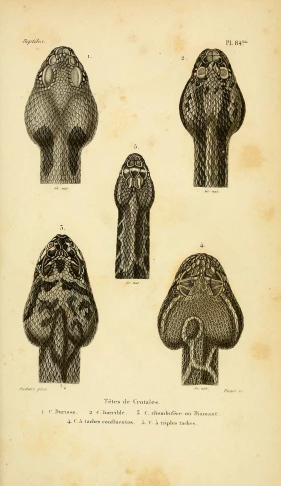 five different views of mushrooms that are in engraving style