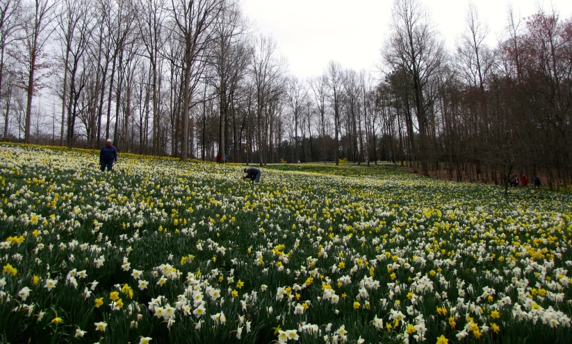 two people are walking through a field of flowers