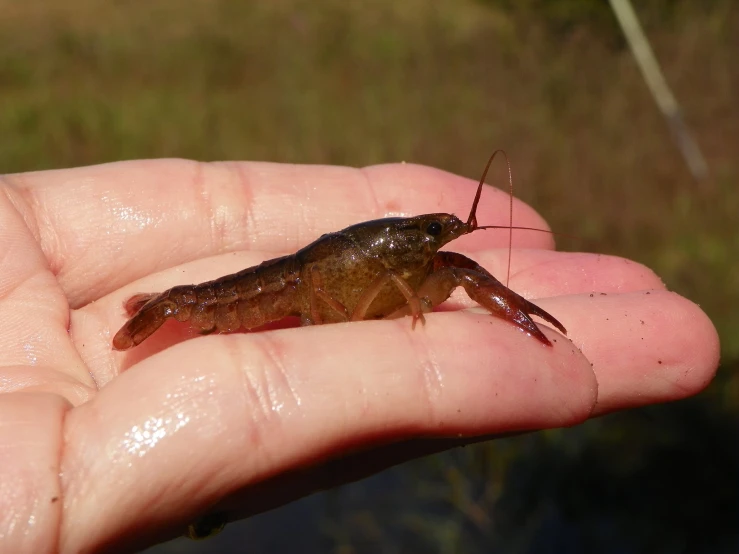 a person is holding out his hand with an insect in it