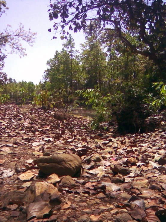 rocks and trees are seen along a path