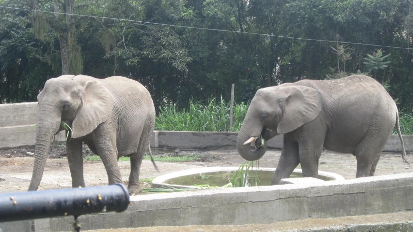 two elephants standing in an enclosed area drinking water