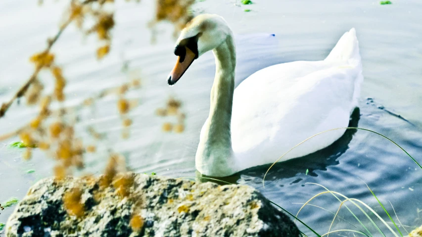 a swan swims in the water on a sunny day