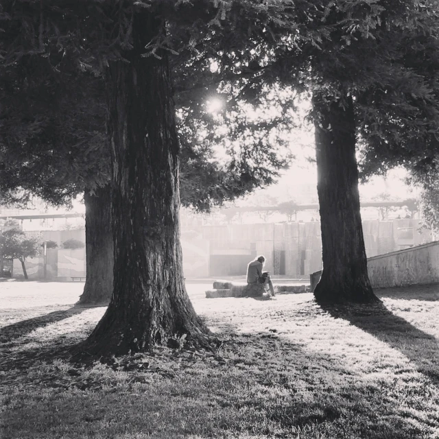 a person sitting under two trees on the grass
