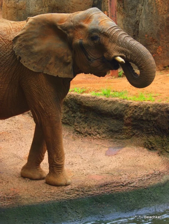 a young elephant standing beside a small body of water